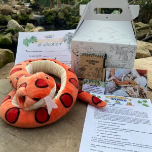 Burmese Python Adoption Pack