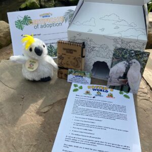 Umbrella Cockatoo Adoption Pack