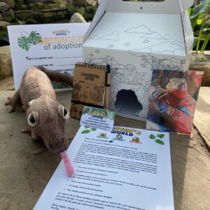 Monitor Lizard Adoption Pack