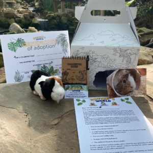 Guinea Pig Adoption Pack