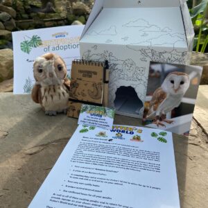Barn Owl Adoption Pack