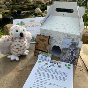 Great Grey Owl Adoption Pack