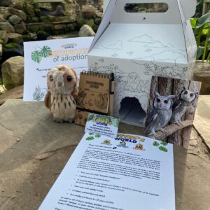 Scops Owl Adoption Pack