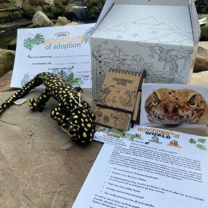 Black & White Argentinian Tegu Adoption Pack